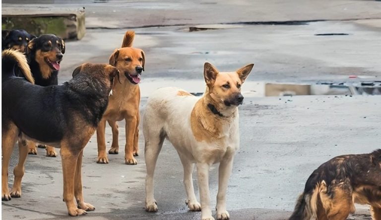 هجوم كلاب ضالة على خمسيني بالحسيمة يشعل غضب الساكنة